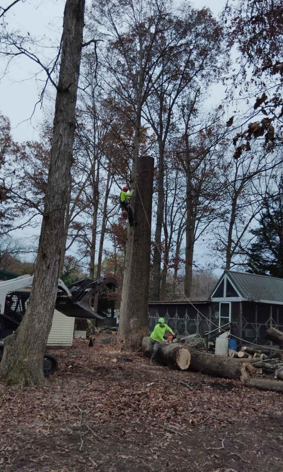 Tree Services